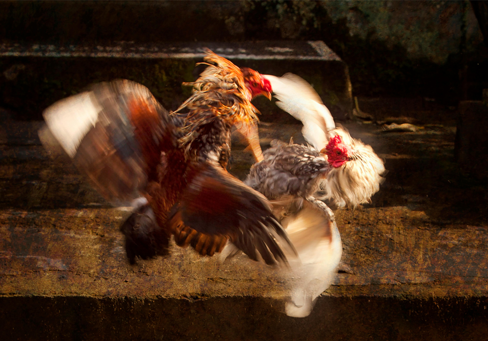 Indonesian cockfighting