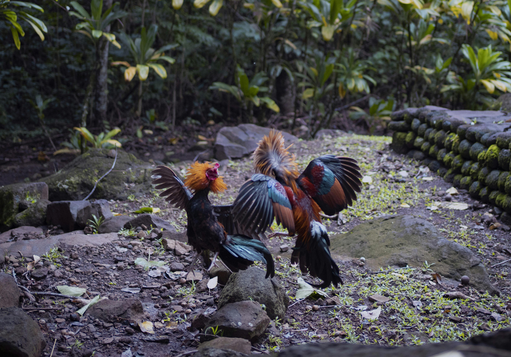 Indonesian Cockfighting