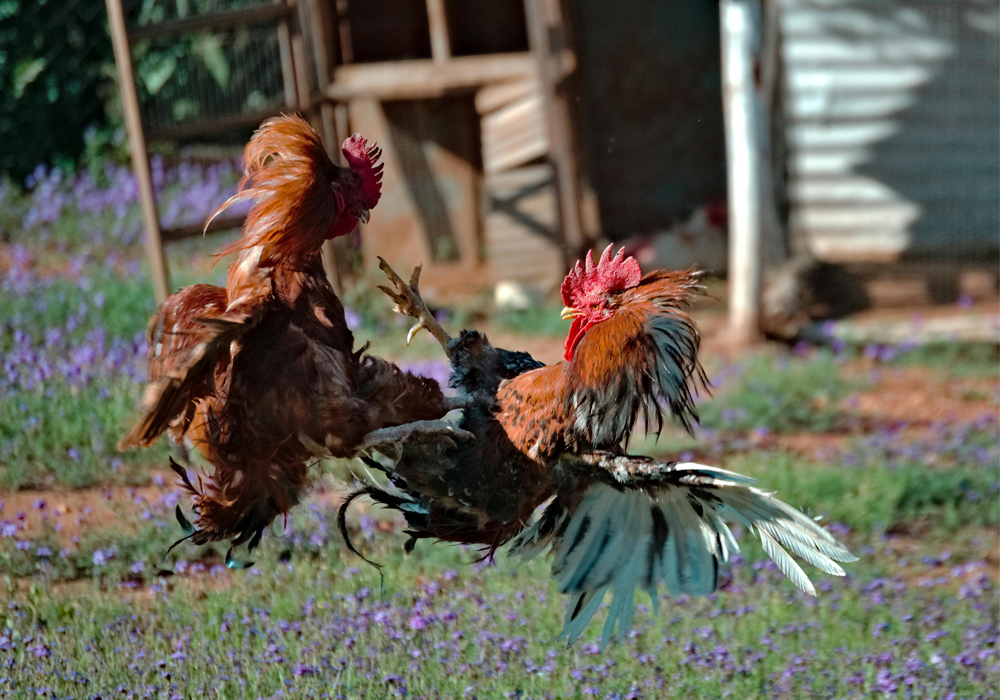 Indonesian Cockfighting