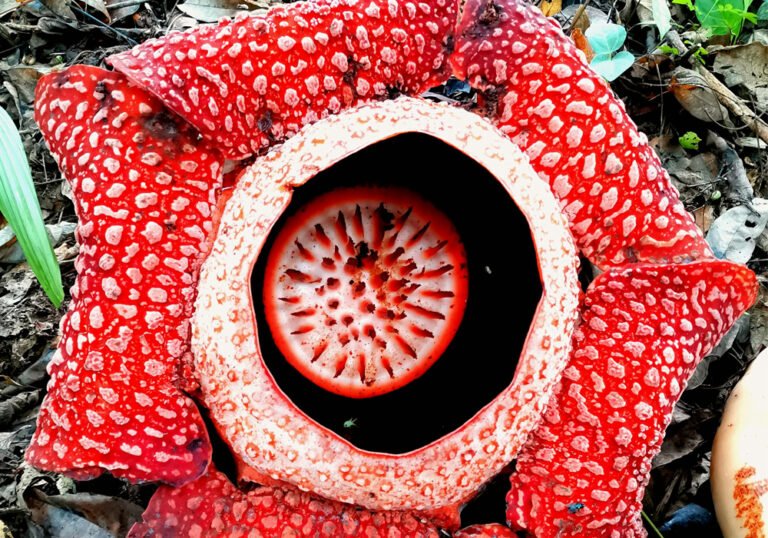 Rafflesia Arnoldii