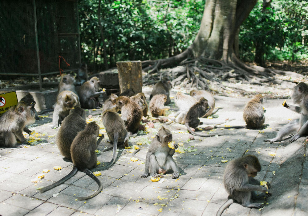Sangeh Monkey Forest