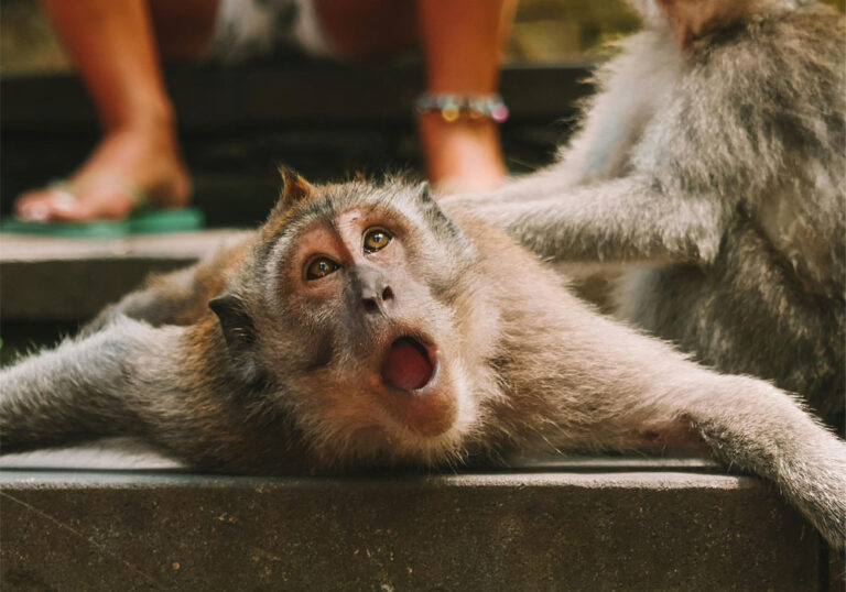 Sangeh Monkey Forest