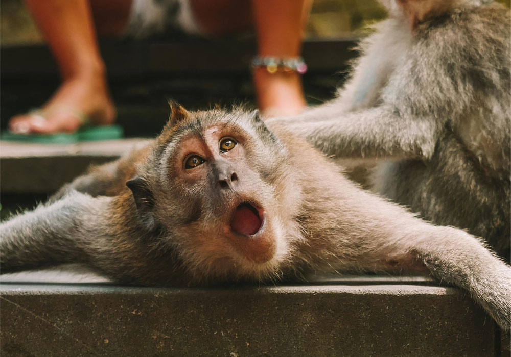 Sangeh Monkey Forest